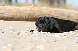 CANE CORSO 493